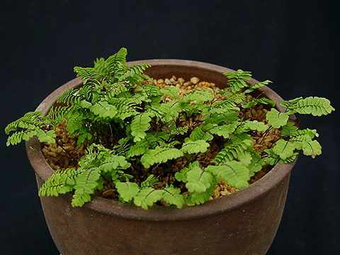 Adiantum pedatum subpumilum