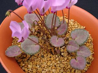 Cyclamen mirabile 'Tilebarn Anne'
