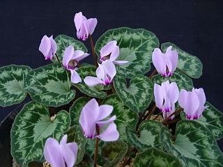 Cyclamen graecum ssp. anatolicum
