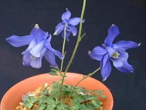 Aquilegia 'Blue Berry'
