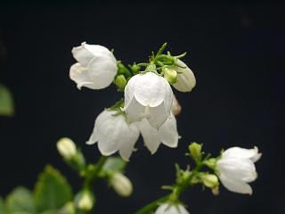 Adenophora triphylla var. hakusanensis