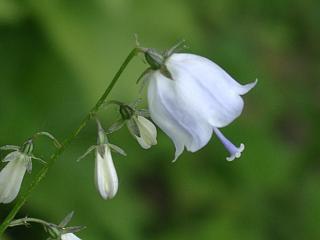 Adenophora pereskiifolia heterotricha