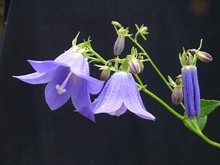 Adenophora pereskiifolia v. uryuensis