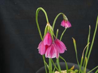 Allium narcissiflorum
