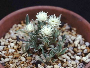 Anaphalis triplinervis monocephala