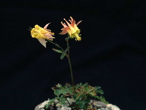Aquilegia flavescens v. miniana