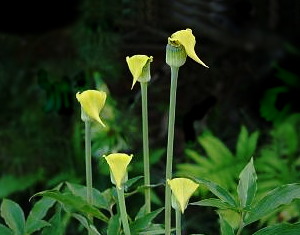 Arisaema flavum