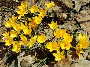 Crocus ancyrensis