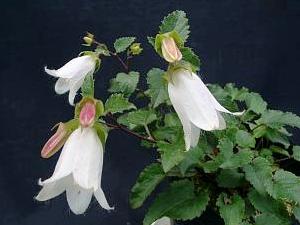 Campanula betulifolia