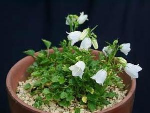Campanula cespitosa alba