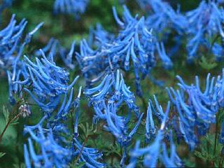 Corydalis flexuosa 'China Blue'