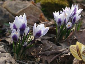Crocus imperati 'De jagers'