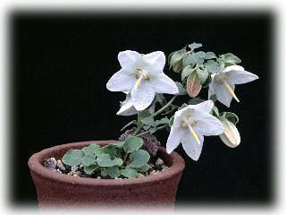 Campanula troegerae