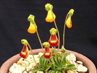 Calceolaria uniflora