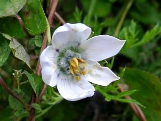 Codonopsis convolvulucea'Langtang form'
