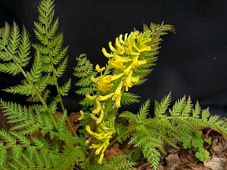 Corydalis cheilanthifolia