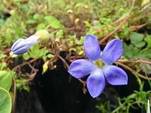Cyananthus lobatus