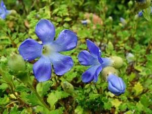 Cyananthus sherriffii