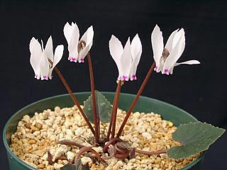 Cyclamen cyprium