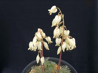 Dicentra oregana