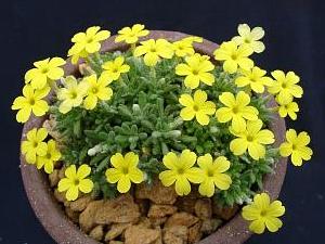 Dionysia aretioides