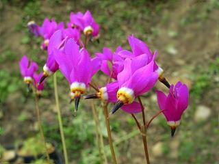 Dodecatheon pulchellum 'Red Wing'