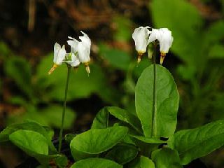 Dodecatheon ellisiae