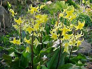 Erythronium 'Pagoda'