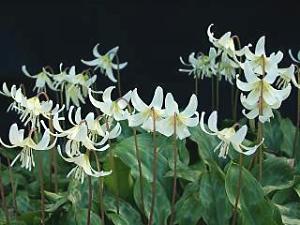 Erythronium californicum 'White Beauty'