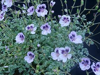 Erodium ~ kolbianum 'Natasha'