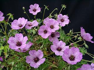 Geranium 'Ballerina'