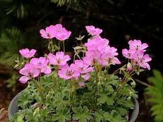 Geranium cinereum 'Holden Variety'