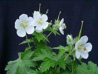 Geranium eriostemon ssp. erianthum 'Rebun White'@當Yԃ`V}tE