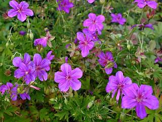 Geranium soboliferm AT}tE