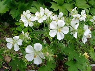 Geranium eriostemon ssp. erianthum@ԃ`V}tE