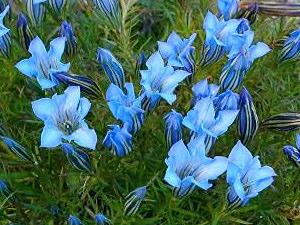 Gentiana ternifolia SBEC 1053
