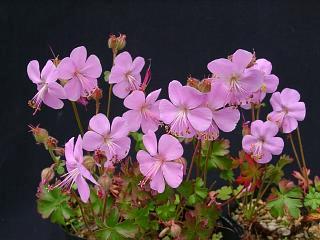 Geranium darmaticum