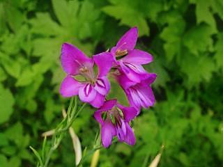 Gladiolus palustris