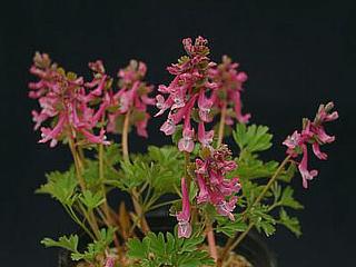 Corydalis solida transsylvanica 'Ice Pink'