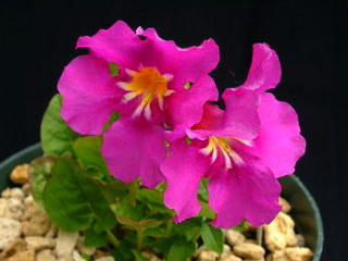 Incarvillea mairei ssp. mairei