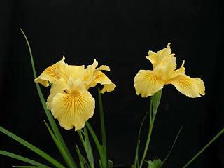 Iris innominata