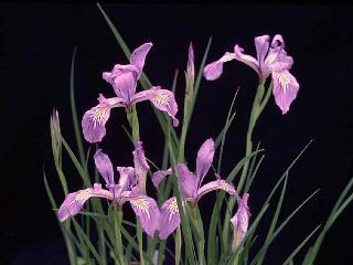Iris tenax