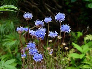 Jasione heldreichii