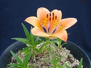 Lilium dauricum v. alpinum
