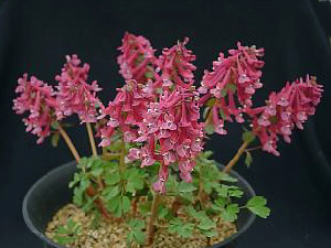 Corydalis solida transsylvanica 'Lahovice Strain'