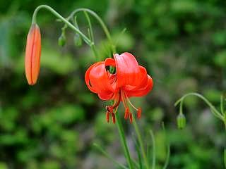 Lilium pumilum