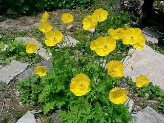 Meconopsis cambrica