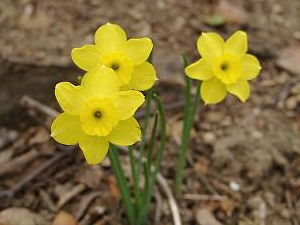 Narcissus rupicola