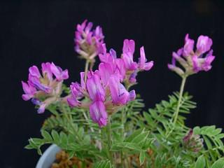 Oxytropis megalantha 'Alm's pink'