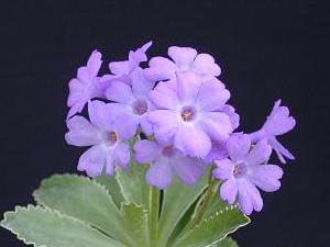 Primula marginata 'Barbara Clough'